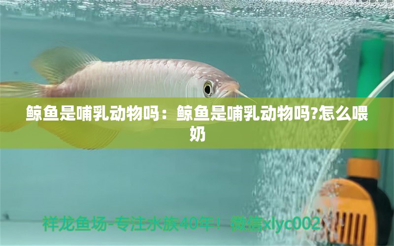 鯨魚是哺乳動(dòng)物嗎：鯨魚是哺乳動(dòng)物嗎?怎么喂奶 熱帶魚魚苗批發(fā)