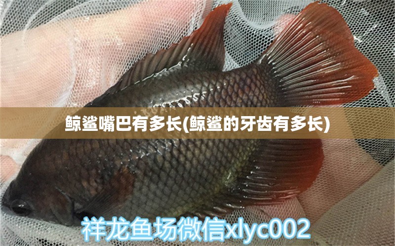 鯨鯊嘴巴有多長(zhǎng)(鯨鯊的牙齒有多長(zhǎng)) 一眉道人魚