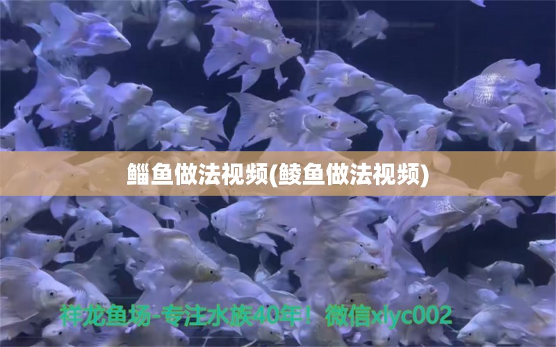 鯔魚做法視頻(鯪魚做法視頻) 申古三間魚