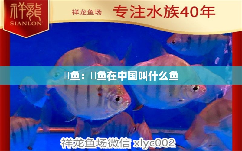 鳀魚：鳀魚在中國叫什么魚