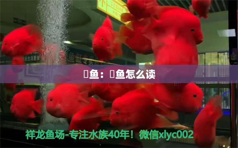 鳀魚：鳀魚怎么讀