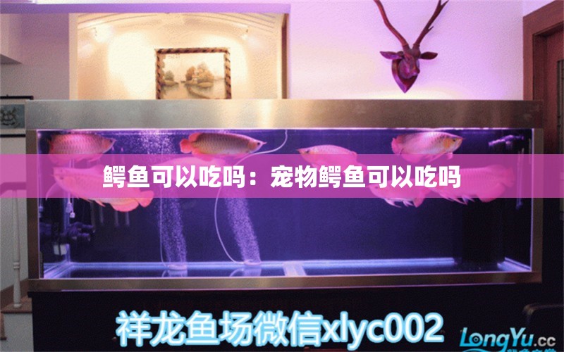 鱷魚可以吃嗎：寵物鱷魚可以吃嗎