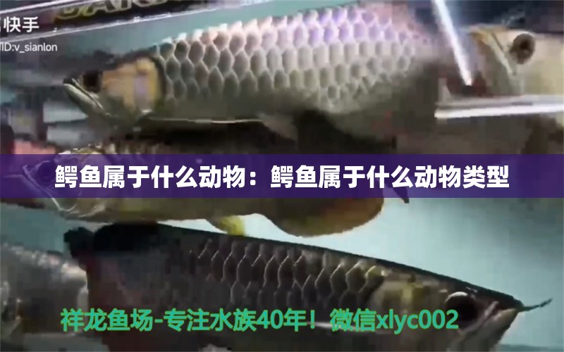 鱷魚(yú)屬于什么動(dòng)物：鱷魚(yú)屬于什么動(dòng)物類(lèi)型