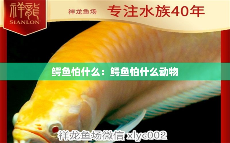 鱷魚怕什么：鱷魚怕什么動物 和尚魚