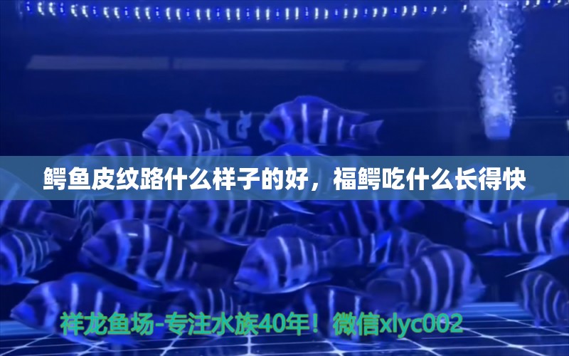 鱷魚皮紋路什么樣子的好，福鱷吃什么長得快