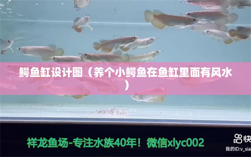 鱷魚缸設(shè)計(jì)圖（養(yǎng)個(gè)小鱷魚在魚缸里面有風(fēng)水） 魚缸風(fēng)水