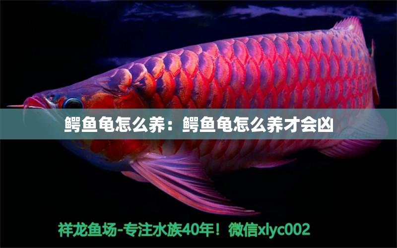 鱷魚龜怎么養(yǎng)：鱷魚龜怎么養(yǎng)才會兇 烏龜