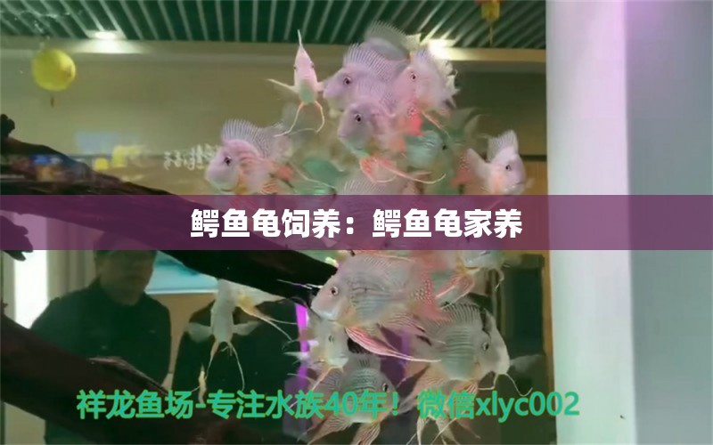 鱷魚龜飼養(yǎng)：鱷魚龜家養(yǎng) 烏龜