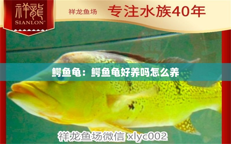 鱷魚龜：鱷魚龜好養(yǎng)嗎怎么養(yǎng)