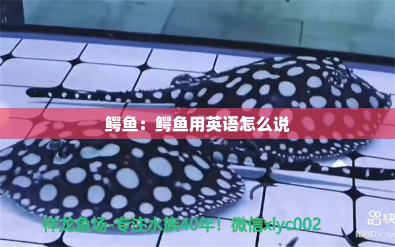 鱷魚：鱷魚用英語怎么說