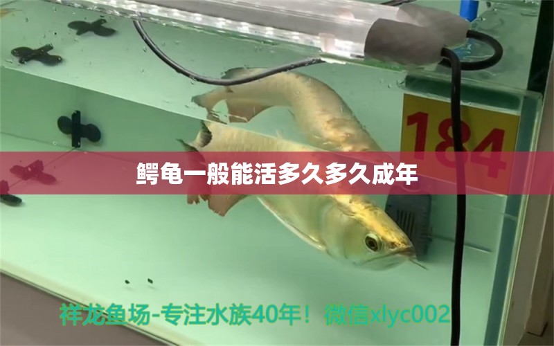 鱷龜一般能活多久多久成年 泰國斗魚 第2張