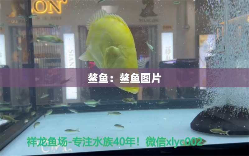 鰲魚：鰲魚圖片 九鼎魚缸