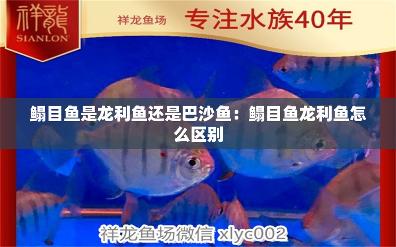 鰨目魚是龍利魚還是巴沙魚：鰨目魚龍利魚怎么區(qū)別 觀賞魚