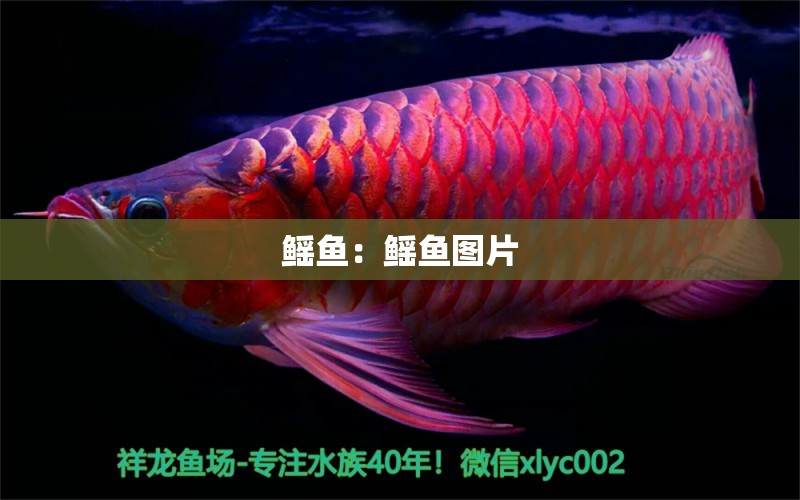 鰩魚：鰩魚圖片