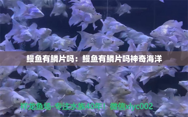 鰻魚有鱗片嗎：鰻魚有鱗片嗎神奇海洋