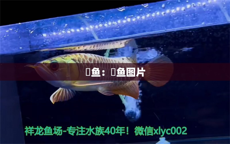 鳡魚：鳡魚圖片