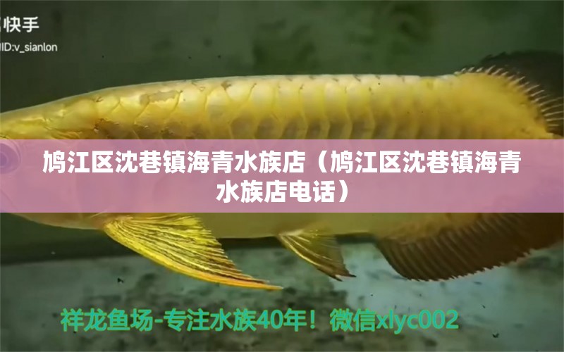 鳩江區(qū)沈巷鎮(zhèn)海青水族店（鳩江區(qū)沈巷鎮(zhèn)海青水族店電話）