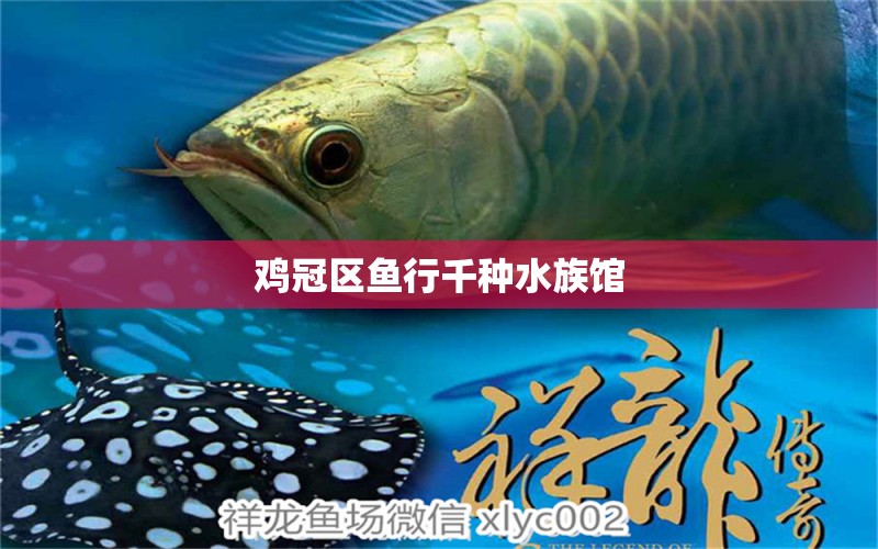 雞冠區(qū)魚行千種水族館