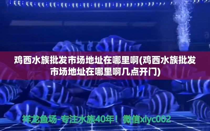 雞西水族批發(fā)市場地址在哪里啊(雞西水族批發(fā)市場地址在哪里啊幾點開門) 觀賞魚水族批發(fā)市場