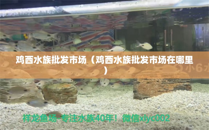 雞西水族批發(fā)市場（雞西水族批發(fā)市場在哪里） 觀賞魚水族批發(fā)市場