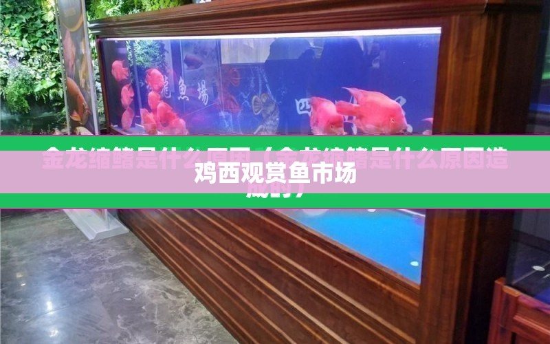 雞西觀賞魚市場 水族問答 第1張