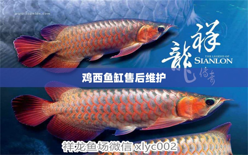 雞西魚缸售后維護(hù)