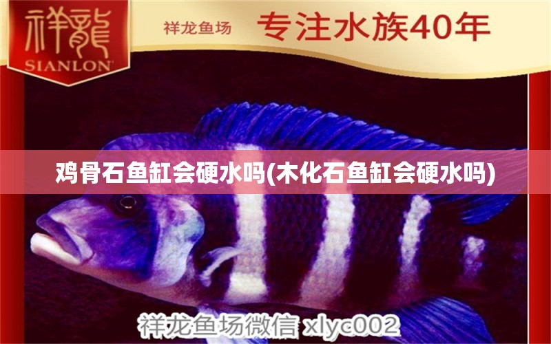 雞骨石魚缸會硬水嗎(木化石魚缸會硬水嗎) 斯維尼關(guān)刀魚