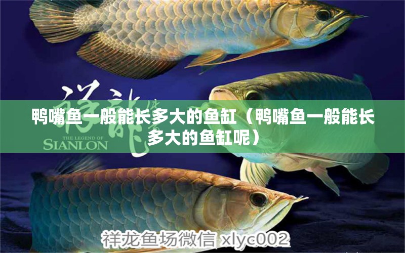 鴨嘴魚一般能長多大的魚缸（鴨嘴魚一般能長多大的魚缸呢） 羅漢魚