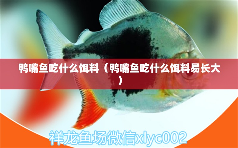 鴨嘴魚吃什么餌料（鴨嘴魚吃什么餌料易長(zhǎng)大） 除藻劑