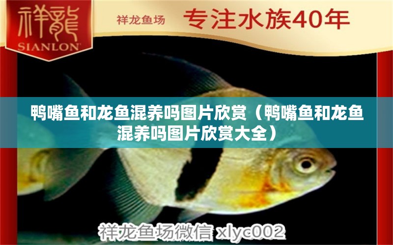 鴨嘴魚和龍魚混養(yǎng)嗎圖片欣賞（鴨嘴魚和龍魚混養(yǎng)嗎圖片欣賞大全） 廣州龍魚批發(fā)市場