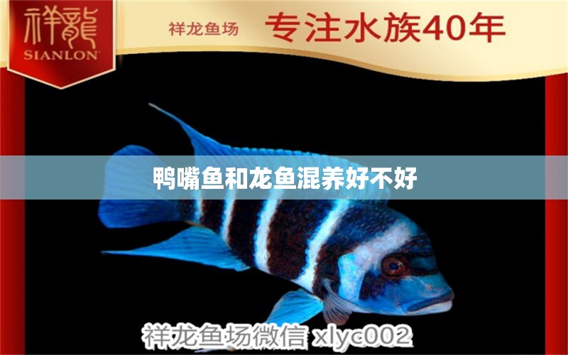 鴨嘴魚和龍魚混養(yǎng)好不好 定時器/自控系統(tǒng)