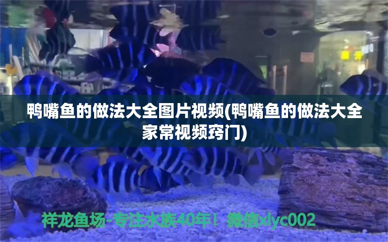 鴨嘴魚的做法大全圖片視頻(鴨嘴魚的做法大全家常視頻竅門) 祥龍金禾金龍魚