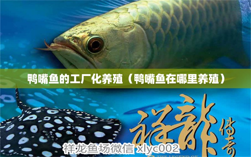 鴨嘴魚的工廠化養(yǎng)殖（鴨嘴魚在哪里養(yǎng)殖） 祥龍水族醫(yī)院