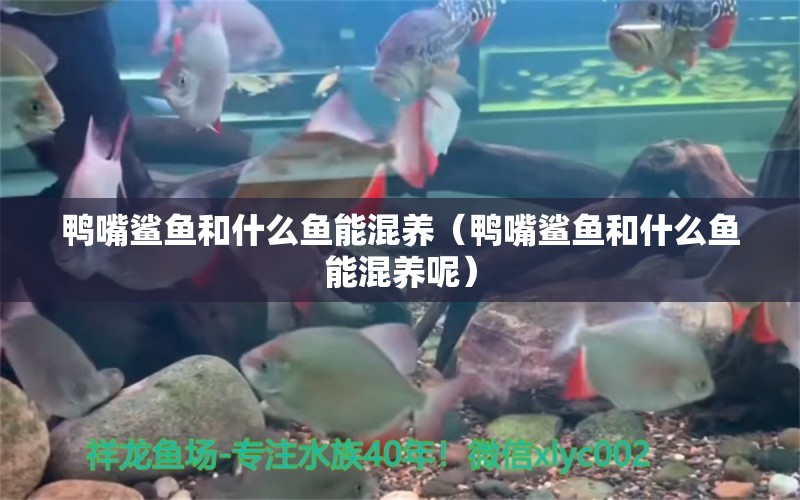 鴨嘴鯊魚和什么魚能混養(yǎng)（鴨嘴鯊魚和什么魚能混養(yǎng)呢）