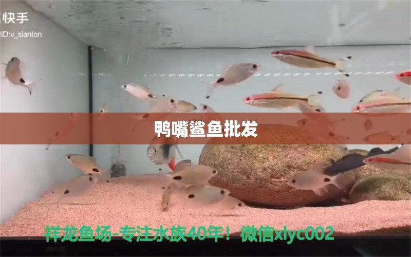 鴨嘴鯊魚批發(fā)