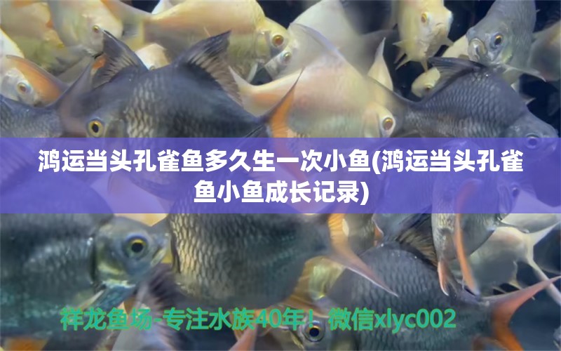 鴻運當頭孔雀魚多久生一次小魚(鴻運當頭孔雀魚小魚成長記錄) 觀賞魚 第1張