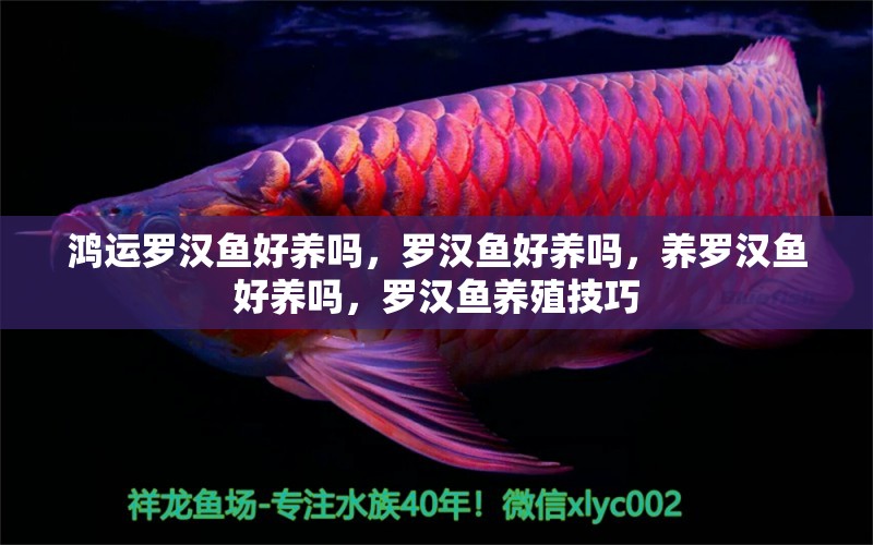 鴻運(yùn)羅漢魚好養(yǎng)嗎，羅漢魚好養(yǎng)嗎，養(yǎng)羅漢魚好養(yǎng)嗎，羅漢魚養(yǎng)殖技巧