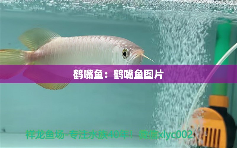 鶴嘴魚：鶴嘴魚圖片 丹頂錦鯉魚