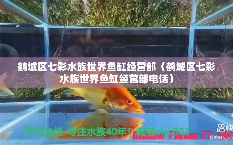 鶴城區(qū)七彩水族世界魚缸經(jīng)營(yíng)部（鶴城區(qū)七彩水族世界魚缸經(jīng)營(yíng)部電話） 全國(guó)水族館企業(yè)名錄