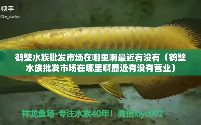 鶴壁水族批發(fā)市場在哪里啊最近有沒有（鶴壁水族批發(fā)市場在哪里啊最近有沒有營業(yè)） 觀賞魚水族批發(fā)市場