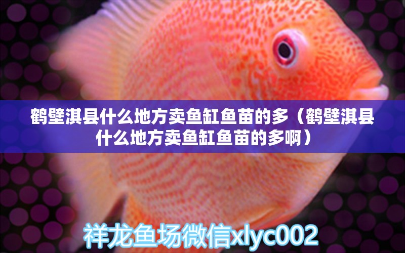 鶴壁淇縣什么地方賣魚缸魚苗的多（鶴壁淇縣什么地方賣魚缸魚苗的多?。? title=