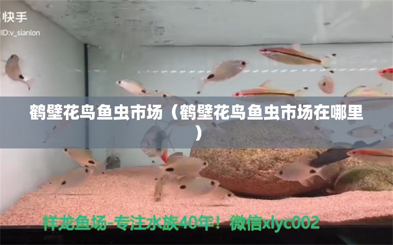 鶴壁花鳥魚蟲市場(chǎng)（鶴壁花鳥魚蟲市場(chǎng)在哪里）