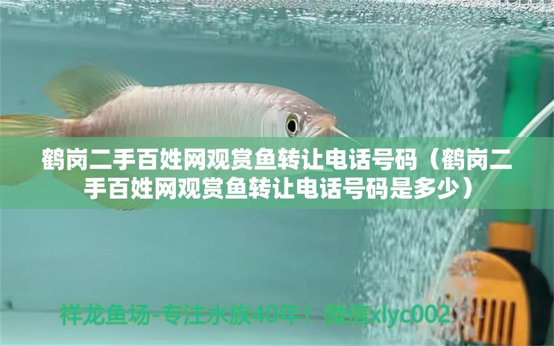 鶴崗二手百姓網(wǎng)觀賞魚轉(zhuǎn)讓電話號(hào)碼（鶴崗二手百姓網(wǎng)觀賞魚轉(zhuǎn)讓電話號(hào)碼是多少） 祥龍水族醫(yī)院