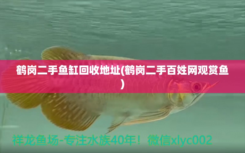 鶴崗二手魚缸回收地址(鶴崗二手百姓網(wǎng)觀賞魚) 圖騰金龍魚