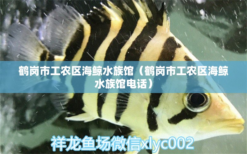 鶴崗市工農(nóng)區(qū)海鯨水族館（鶴崗市工農(nóng)區(qū)海鯨水族館電話） 全國(guó)水族館企業(yè)名錄