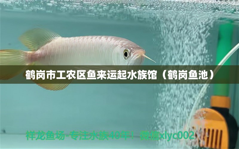 鶴崗市工農(nóng)區(qū)魚來運起水族館（鶴崗魚池）