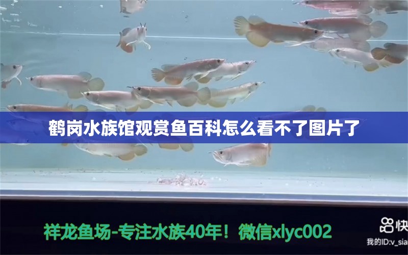 鶴崗水族館觀賞魚百科怎么看不了圖片了