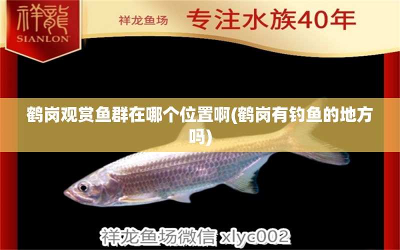 鶴崗觀賞魚群在哪個位置啊(鶴崗有釣魚的地方嗎) 垂釣樂園