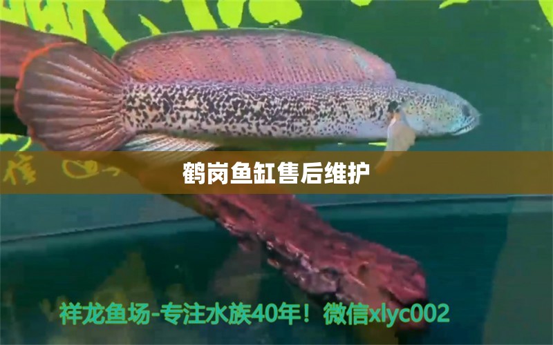 鶴崗魚缸售后維護(hù) 彩鰈魚缸（彩蝶魚缸）