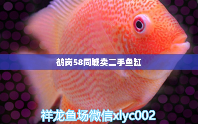 鶴崗58同城賣二手魚缸